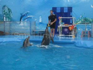 Дельфинарий в Сочи